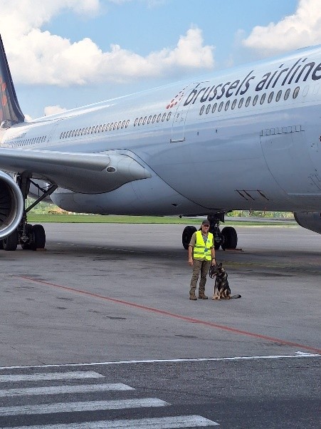 Handler with explosive detection dog screening a Brussels Airlines aircraft on the apron