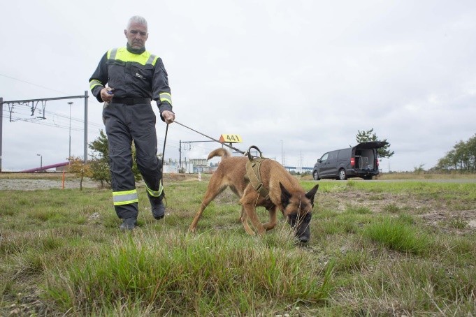 Handler and Malinois detection dog searching open ground