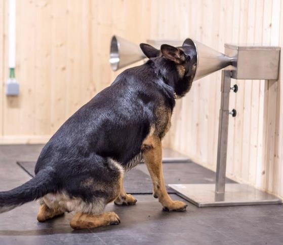 German Shepherd detection dog indicating at a scent wall