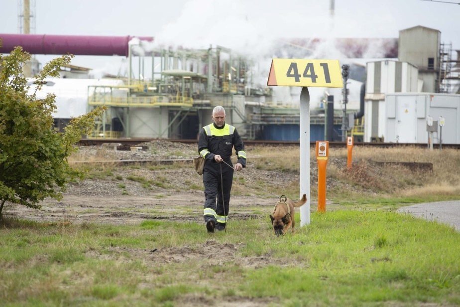 Handler and leak detection dog walking a pipeline marker on an industrial site