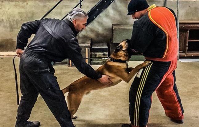 Two instructors and a Malinois during indoor bite work training