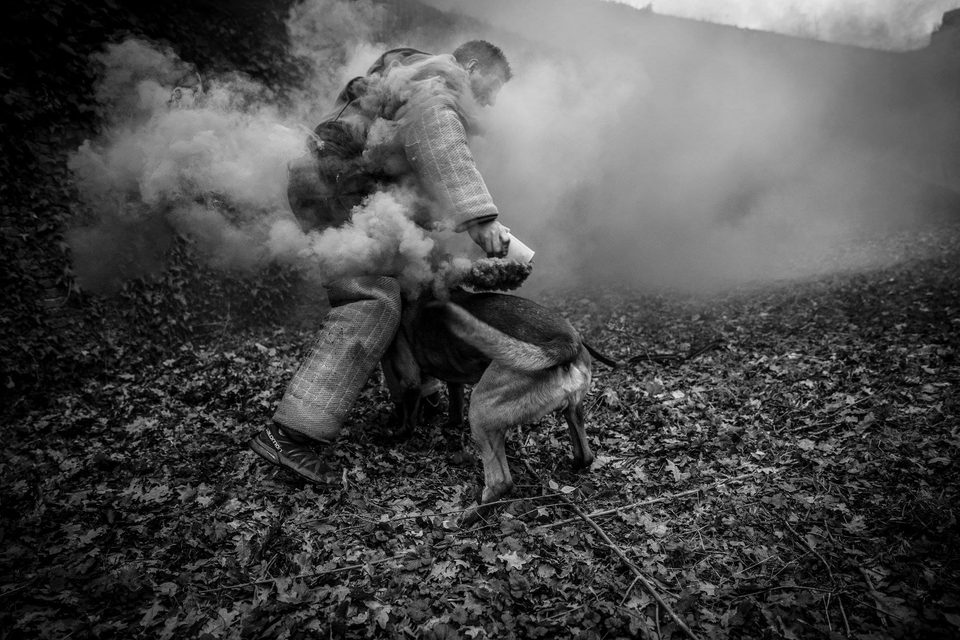 Protection dog during bite work training in smoke