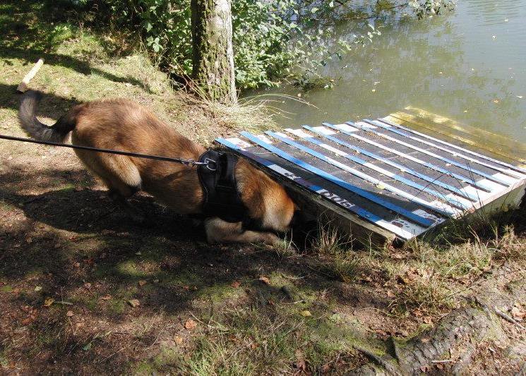 Malinois crossing a ramp obstacle at the K9Belgium.com training grounds